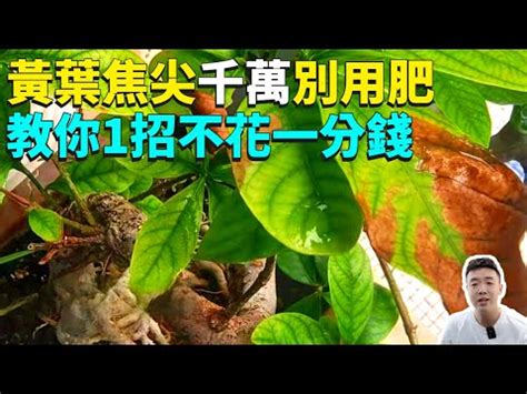 尖葉植物 風水|尖葉植物風水的風水作用和禁忌有哪些？